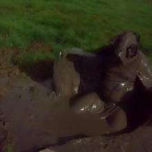 Swamp Angel: 78 Silver Wings Mud