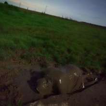Swamp Angel: 79 Mud Latex Cape Moon