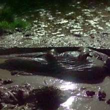Swamp Angel: 79 Mud Latex Cape Moon