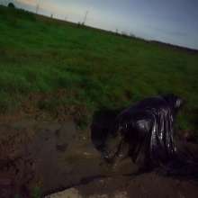 Swamp Angel: 79 Mud Latex Cape Moon