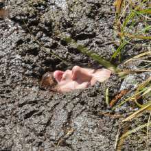 dlodoski: Gummi's Dramatic Bog Exploration--Photos