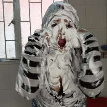 Hikari-Studio-Wam: A Giant Pie in the Face for Hikari