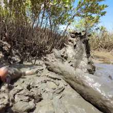 Goonology: Massive Mountains of Mud