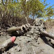 Goonology: Massive Mountains of Mud