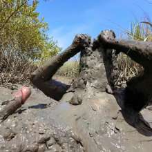 Goonology: As Gooped As It Gets