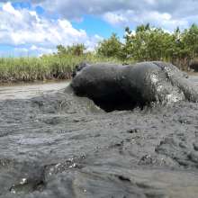 Goonology: Busted in the Bog