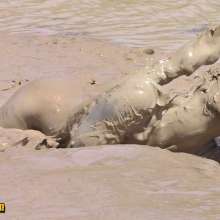 FOXY: Ayako in deep mud--video part II