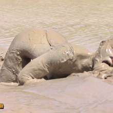FOXY: Ayako in deep mud--video part II