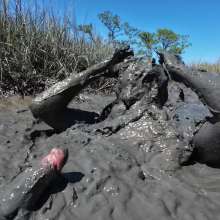 Goonology: Gooning in Gunk