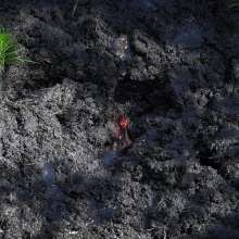 QS4Ever: Luna Lee in Emerald Grass Bog