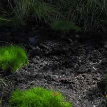 QS4Ever: Luna Lee in Emerald Grass Bog