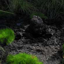 QS4Ever: Luna Lee in Emerald Grass Bog