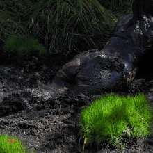 QS4Ever: Luna Lee in Emerald Grass Bog