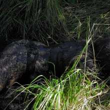 QS4Ever: Luna Lee in Emerald Grass Bog