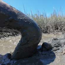 Goonology: Stroking and Somersaulting in the Swamp