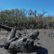 Goonology: Stroking and Somersaulting in the Swamp