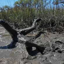 Goonology: Stroking and Somersaulting in the Swamp