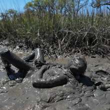 Goonology: Stroking and Somersaulting in the Swamp