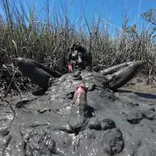 Goonology: Stroking and Somersaulting in the Swamp