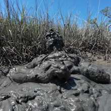 Goonology: Stroking and Somersaulting in the Swamp