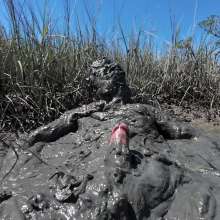 Goonology: Stroking and Somersaulting in the Swamp