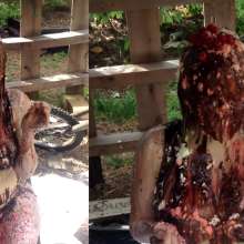 Slime Genesis: Willow Wants Her Chocolate Sunday with Sprinkles!