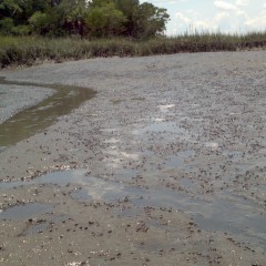 GoodCleanMud: Tidal Mud in FL