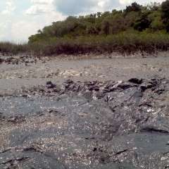 GoodCleanMud: Tidal Mud in FL