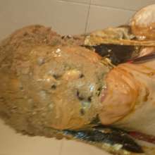 wam1266: part 2