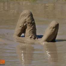 FOXY: couple play in deep mud