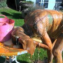 WSMProductions: Messy humiliation movie from the insatiable Mrs. CC--wsm