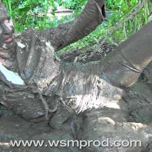 WSMProductions: Mrs. CC is Mud Slut 10 with normal and XXX movies--wsm