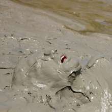 FOXY: Fur coat in deep mud