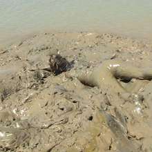 FOXY: Debbie black dressed in mud