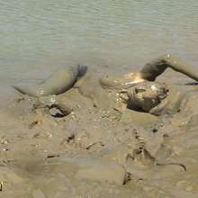 FOXY: video Debbie full mud