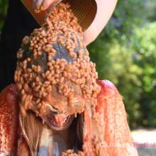 Custom Fetish Videos: Jillian Janson Condiment Game