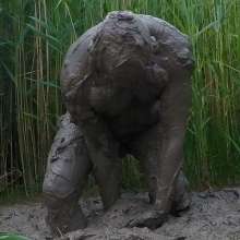 mudhog: Meet up--south coast Hampshire Dorset 22 June 2022 and weekends