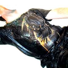 SploshDiver: 