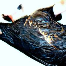 SploshDiver: 