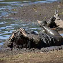 JD and Messy Andi: Muddy Business!