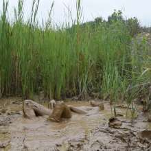 RyuuWammer: Into the Reeds