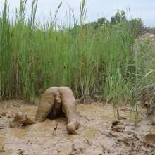 RyuuWammer: Into the Reeds