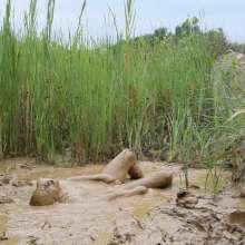 RyuuWammer: Into the Reeds