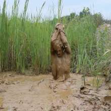 RyuuWammer: Into the Reeds