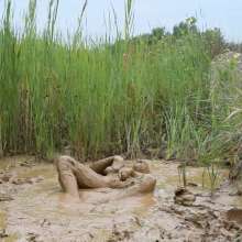 RyuuWammer: Into the Reeds