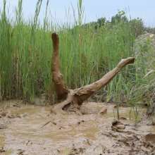 RyuuWammer: Into the Reeds