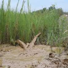 RyuuWammer: Into the Reeds