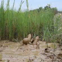 RyuuWammer: Into the Reeds