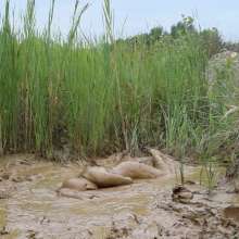 RyuuWammer: Into the Reeds