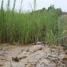 RyuuWammer: Into the Reeds